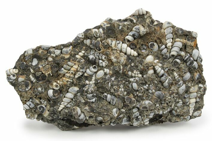 Fossil Freshwater Snails (Elimia) In Limestone - Wyoming #242089